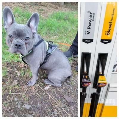 Wie heißt dein Hund?-Beitrag-Bild