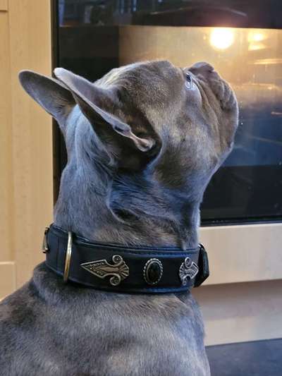 Französische Bulldoggen-Beitrag-Bild