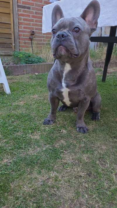 Französische Bulldoggen-Beitrag-Bild