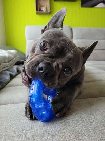 Französische Bulldoggen-Beitrag-Bild