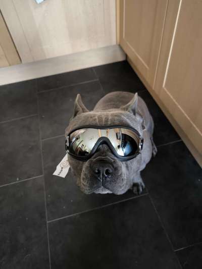 Französische Bulldoggen-Beitrag-Bild