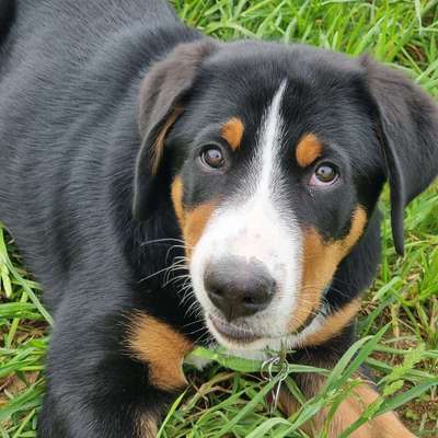 Hundetreffen-Gemeinsame Gassirunde