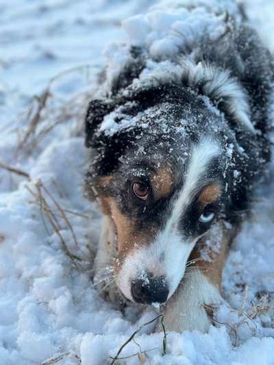 Hundetreffen-Auch jemand aus Steinbach hier?-Bild