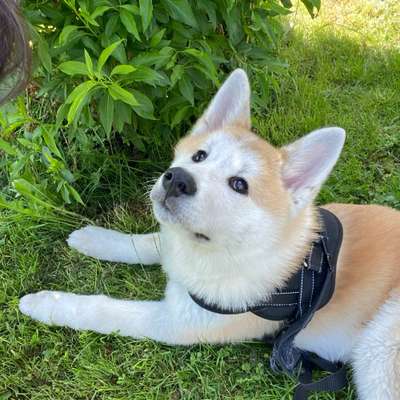 Hundetreffen-Hunde Freunde für Chiko-Bild