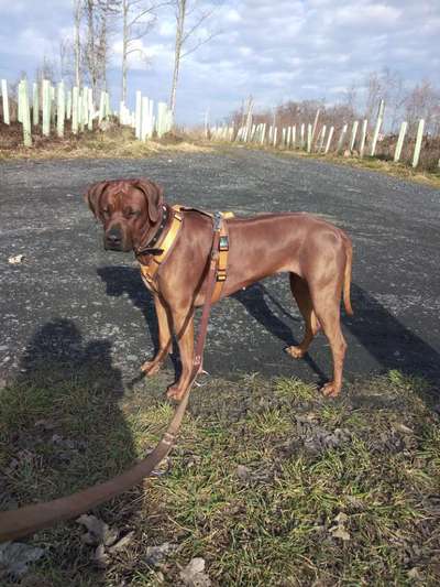 Rhodesian Ridgeback-Beitrag-Bild