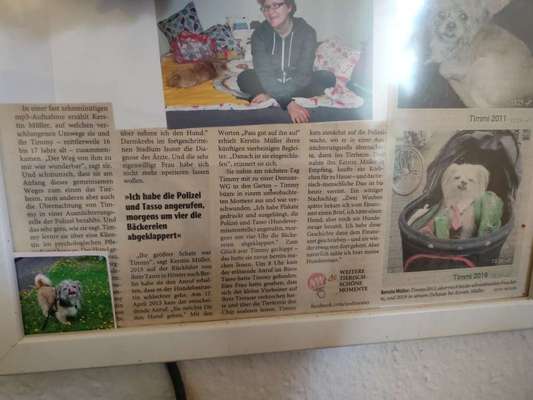 Wie kamst du zu deinem Hund?-Beitrag-Bild