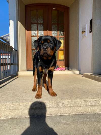 Reinrassige Hunde?-Beitrag-Bild