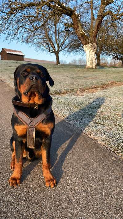 Rottweiler-Beitrag-Bild