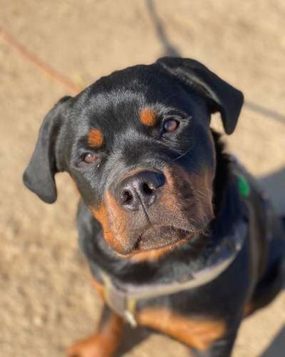 Rottweiler/-Mischlinge-Beitrag-Bild