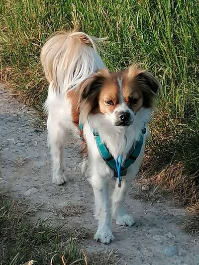 Hundetreffen-Hundebegegnungen üben-Bild