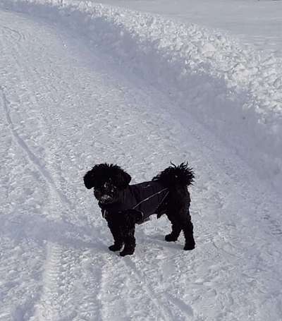 Schnee Foto-Beitrag-Bild