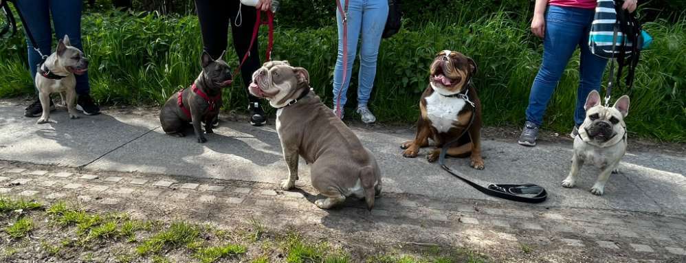 Hundetreffen-Bully treffen-Bild