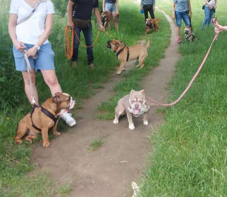 Hundetreffen-Bullytreffen-Bild