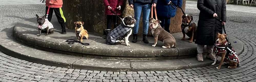 Hundetreffen-Bully treffen-Bild