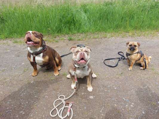 Hundetreffen-Bully treffen-Bild