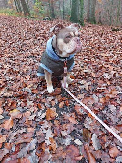 Hundetreffen-Bully treffen-Bild