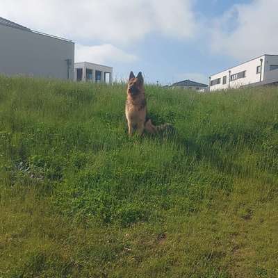 Hundetreffen-Gassirunde durch den Bürgerpark-Bild