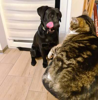 Dogorama Photo Challenge - Lieblingsspielzeug!-Beitrag-Bild