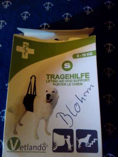 Fahrstuhl ausser Betrieb - Hund mit Arthrose-Beitrag-Bild
