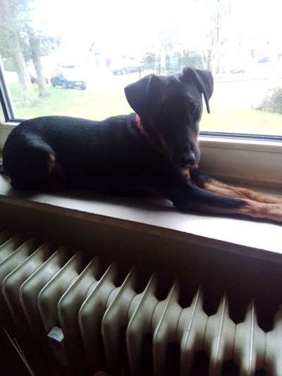 Deine Frage an einen Hundetrainer (Dogorama Webinar)-Beitrag-Bild