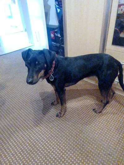 Reinrassige Hunde?-Beitrag-Bild