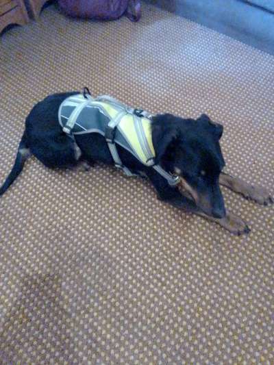 Wie sitzt mein Geschirr?-Beitrag-Bild