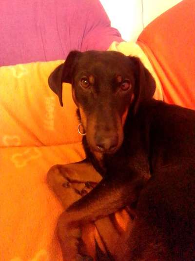 Die Augen Deines Hundes-Beitrag-Bild