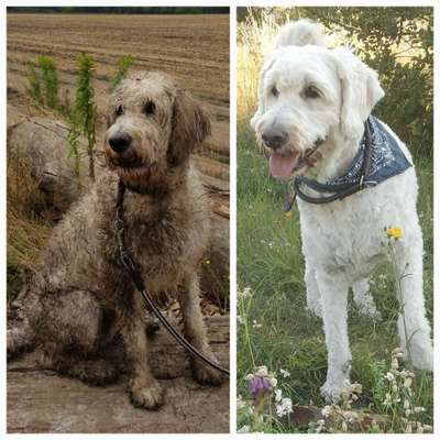 Dogorama Photo Challenge - Gegensätze-Beitrag-Bild