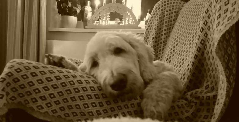 FOTO-Challenge  NR. 91: Die pure Entspannung-Beitrag-Bild