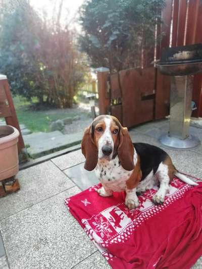 Basset Hound-Beitrag-Bild