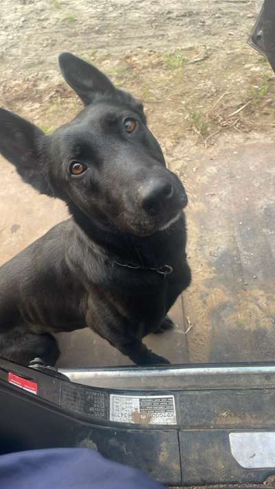 Zeigt eure Malinois!!!-Beitrag-Bild