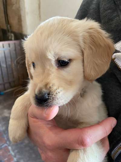 Wo sind die Golden Retriever Liebhaber?-Beitrag-Bild