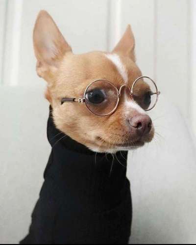 Hunde Memes-Beitrag-Bild