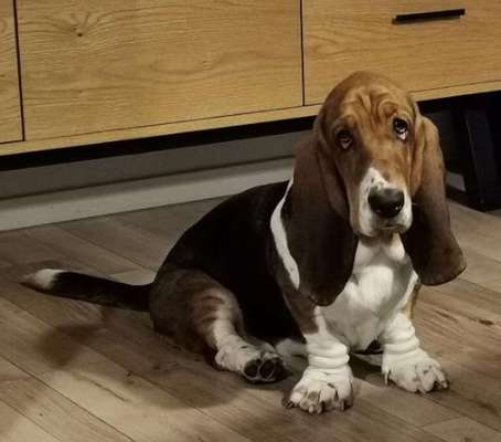 Basset Hound-Beitrag-Bild