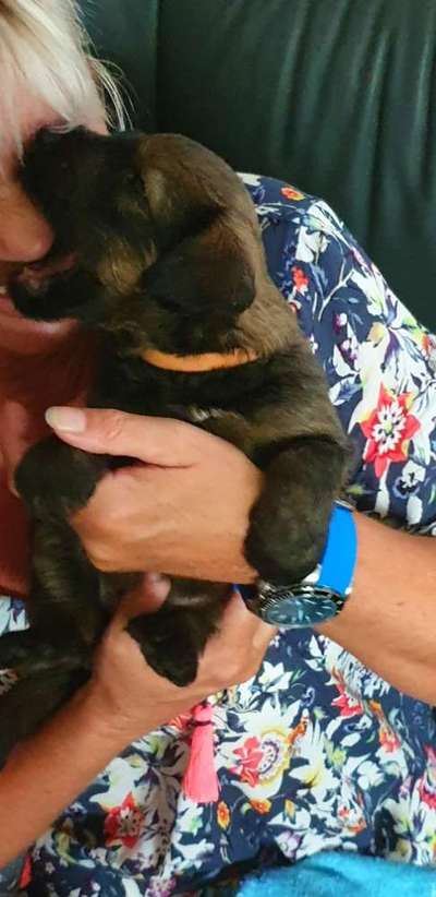 Welpen Bilder !-Beitrag-Bild