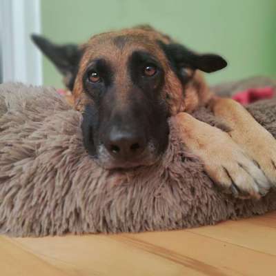 Hundetreffen-Treffen zum Üben-Bild