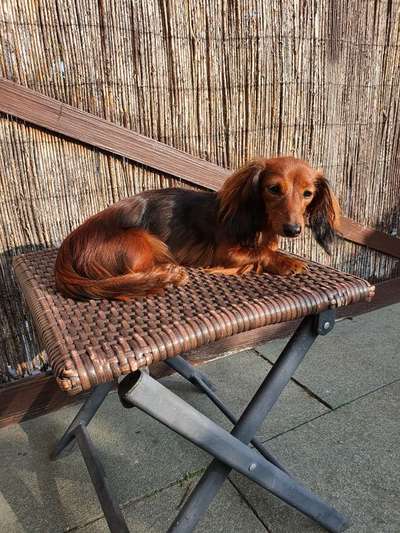 Gewicht/Dackel-Beitrag-Bild