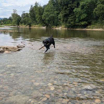 Hundetreffen-Spaziergänge, Übungen und Spielrunde-Bild