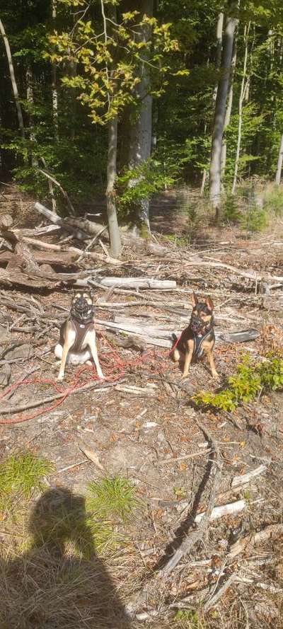 Foto -Challenge  Thema : Dein Hund Im Wald-Beitrag-Bild