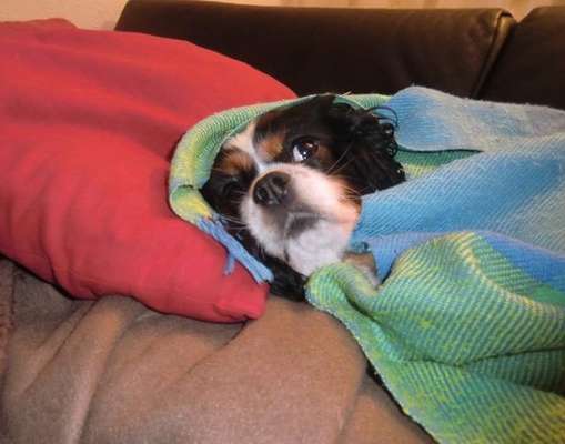 Fotochallenge Nr. 56 - geliebte Senioren-Beitrag-Bild