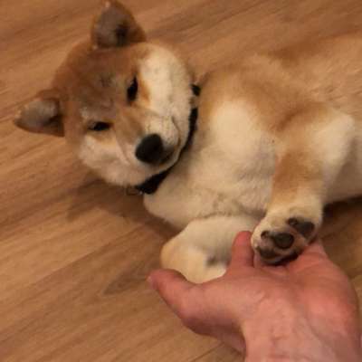 Hundetreffen-Treffen für eine Sozialisierung mit 5mo alten shiba Rüden-Bild