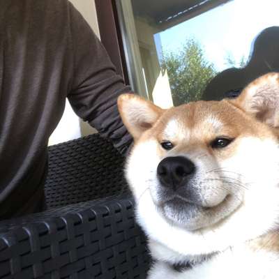 Hundetreffen-Treffen für eine Sozialisierung mit 5mo alten shiba Rüden-Bild