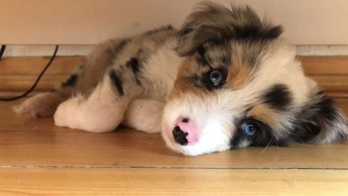 Welpen Bilder !-Beitrag-Bild