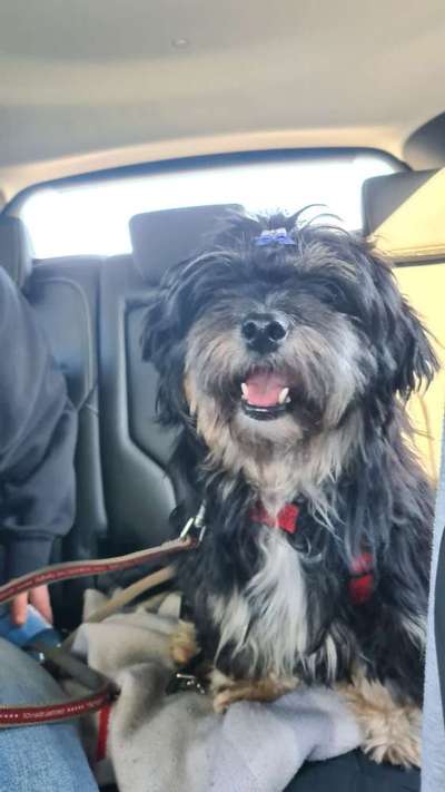 Havaneser dabei?:)-Beitrag-Bild