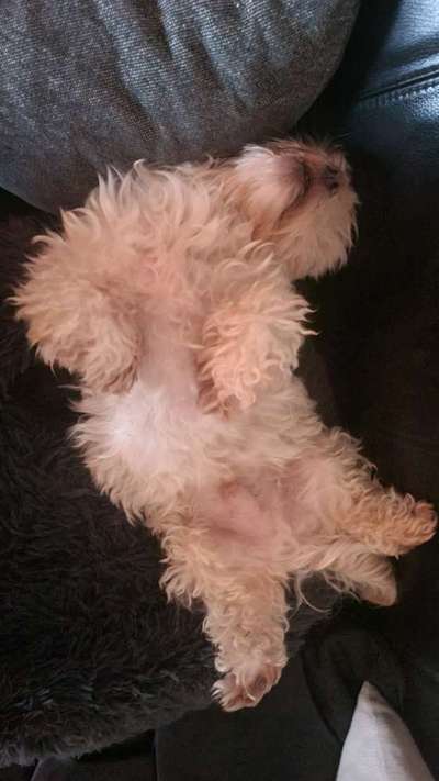 Havaneser dabei?:)-Beitrag-Bild