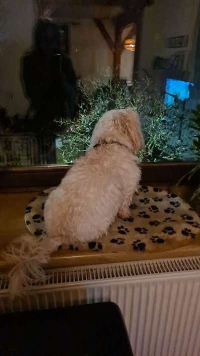 Havaneser dabei?:)-Beitrag-Bild