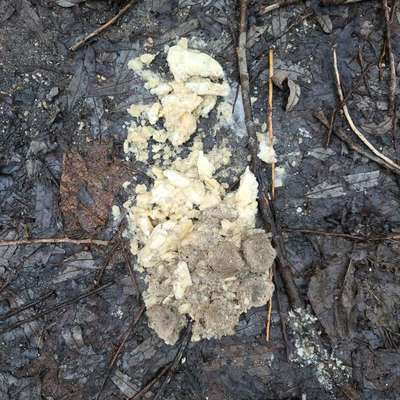 Giftköder-Futter o.ä. (ggf. mit Substanz)-Bild