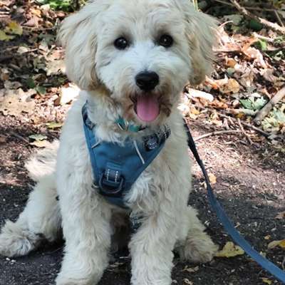 Maltipoo Freunde-Beitrag-Bild