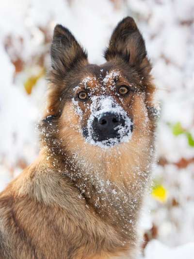 Dogorama Photo Challenge - Portrait-Beitrag-Bild