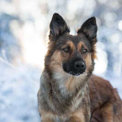 Hundetreffen-Hunde Treffen